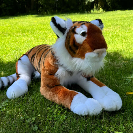 Feng the South China Tiger July 2, 2026