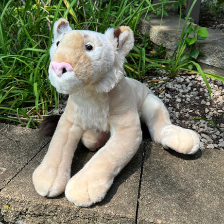 Jabari the West African Lion August 14, 2026