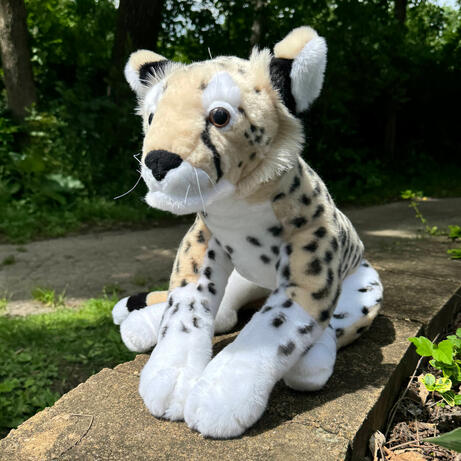 Blur the Cheetah June 13, 2026