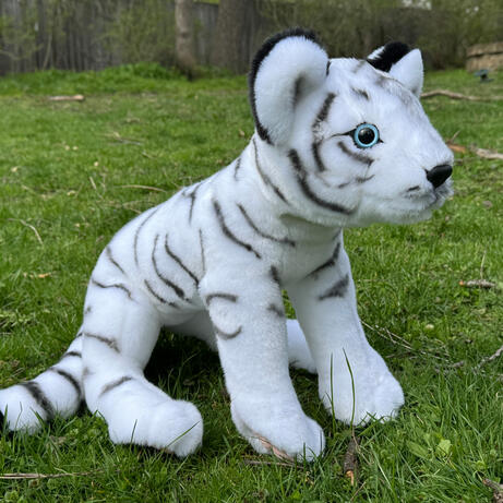 White Tiger Cub April 18, 2026