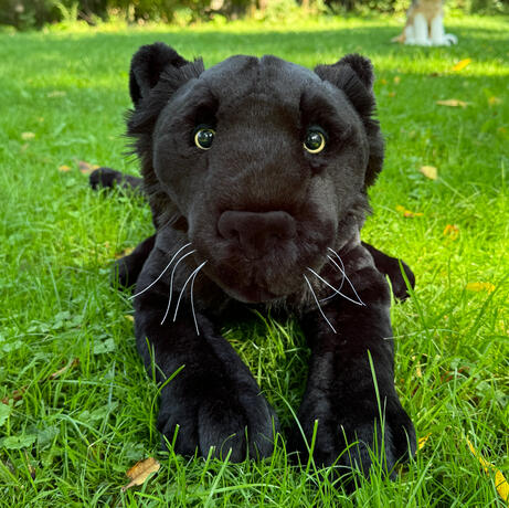 Void the Black Leopard August 30, 2026