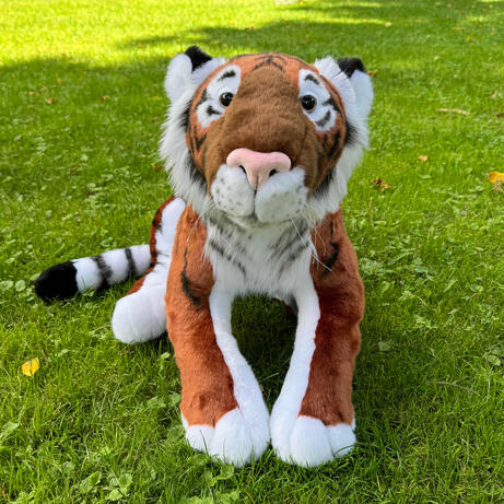 Serga the Bengal Tiger August 25, 2026