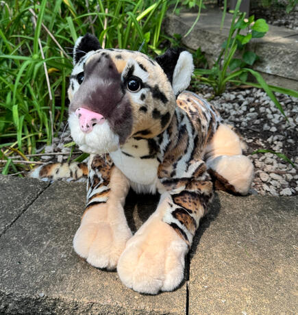 Clouded Leopard August 14, 2026