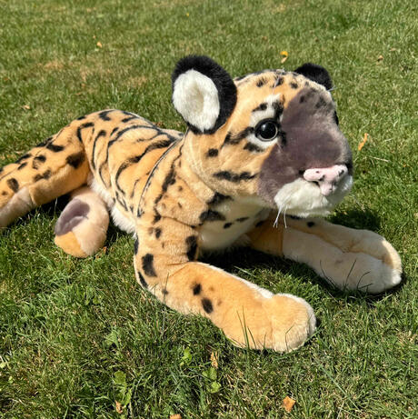 Cloudy the Clouded Leopard July 26, 2026
