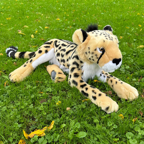 Ferox the King Cheetah September 8, 2026