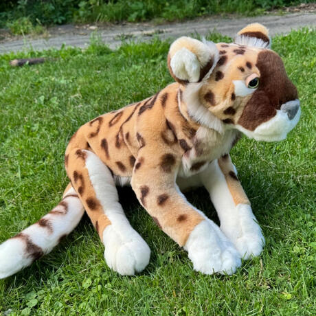 Congo the Amur Leopard June 23, 2026