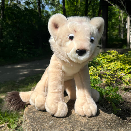 Male Lion Cub April 9, 2026